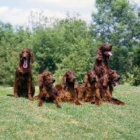 Picture of six  irish setters from cornevon, tosca, amy, harry and mac,  group of six  on grass
