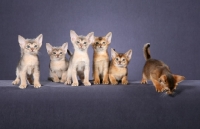 Picture of Six Abyssinian kittens, three Blue and three Ruddy against grey background with one Ruddy kitten looking over edge.
