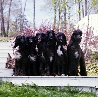 Picture of six afghan hounds from grandeur afghans USA sitting on steps