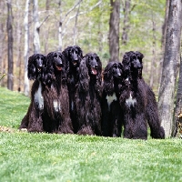 Picture of six afghan hounds from Grandeur Afghans USA