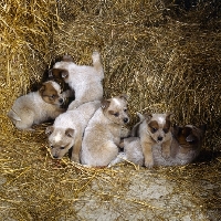 Picture of six australian cattle dog puppies