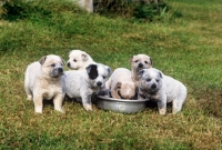 Picture of six australian cattle dog puppies from formakin kennels around and in feeding dish