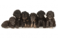 Picture of six Bedlington Terrier puppies in a row