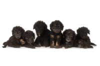 Picture of six black Bedlington Terrier puppies on white background