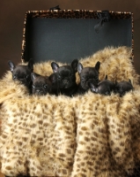 Picture of six black French Bulldog puppies in a furry box