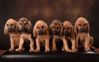 Picture of six Bloodhound puppies