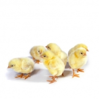 Picture of six chicks