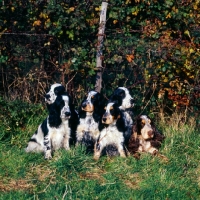 Picture of six cocker spaniels together