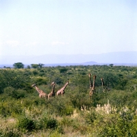 Picture of six giraffes from a distance, samburu np, africa