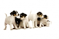 Picture of Six Jack Russell puppies isolated on a white background