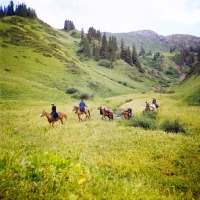 Picture of six kirghiz horses in Kyrgyzstan