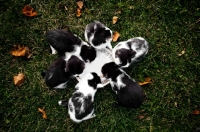 Picture of six kittens drinking milk from saucer