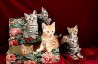 Picture of six kittens in a box