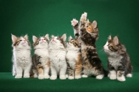 Picture of six Norwegian Forest kittens in a row