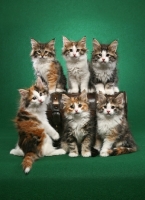 Picture of six Norwegian Forest kittens with a box