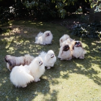 Picture of six pekingese dogs together