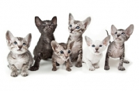 Picture of six Peterbald kittens, 40 days old