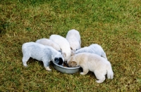 Picture of six puppies eating from the same dish