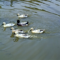 Picture of six welsh harlequin ducks