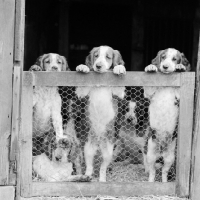 Picture of six welsh springer spaniel puppies looking out from their barn