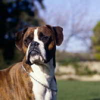 Picture of skelder, boxer head portrait