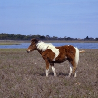 Picture of skewbald chincoteague pony  on assateague island