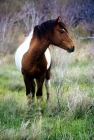 Picture of skewbald chincoteague pony on assateague island
