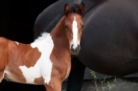 Picture of Skewbald foal in garden beside the mare