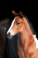 Picture of Skewbald foal on black background