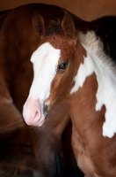 Picture of Skewbald foal standing in barn