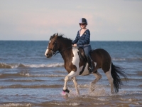 Picture of Skewbald horse in sea