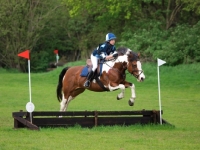 Picture of Skewbald horse jumping hurdle