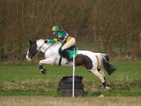 Picture of Skewbald horse jumping over tires