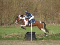 Picture of Skewbald horse jumping, side view