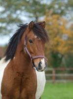 Picture of Skewbald horse, portrait