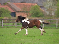 Picture of Skewbald horse running