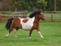 Picture of Skewbald horse running