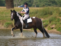 Picture of Skewbald horse walking in water