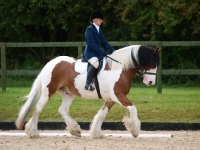 Picture of Skewbald horse with rider