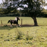 Picture of skewbald pony cantering in field