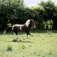 Picture of skewbald pony cantering in field