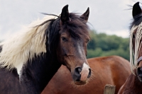 Picture of skewbald pony in group, head study