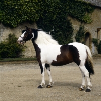 Picture of skewbald pony stallion