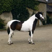 Picture of skewbald pony stallion