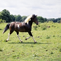 Picture of skewbald pony trotting in field