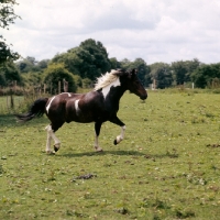 Picture of skewbald pony trotting