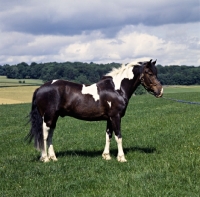 Picture of skewbald pony 