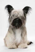 Picture of Skye Terrier front view in studio