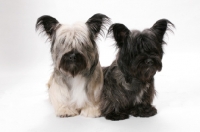 Picture of Skye Terrier in studio (Santlin Suitably Tired and Santlin Shop A Holic)