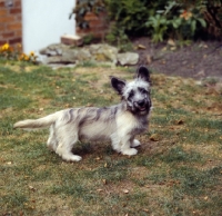 Picture of skye terrier, perky puppy standing on grass